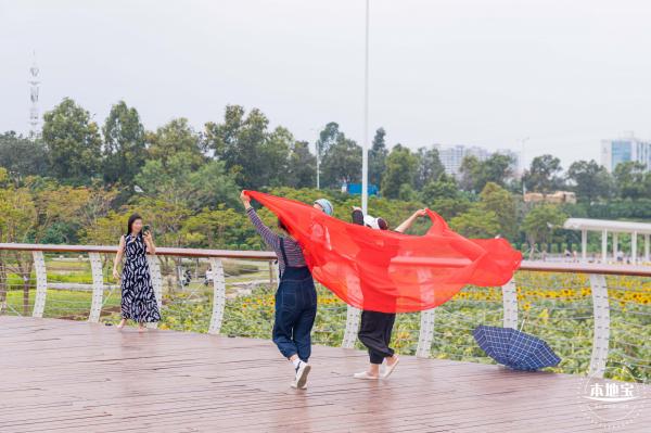 楼村湿地公园向日葵