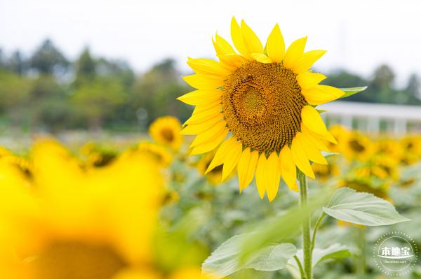 楼村湿地公园向日葵