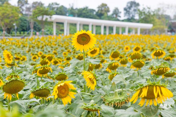 楼村湿地公园向日葵