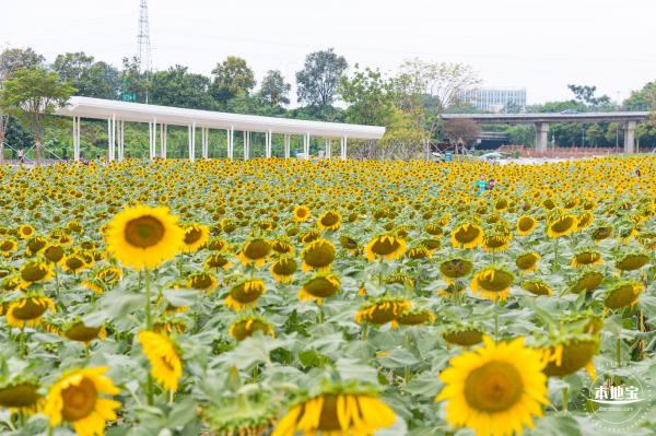 楼村湿地公园向日葵