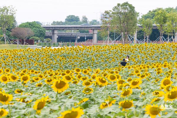 楼村湿地公园向日葵