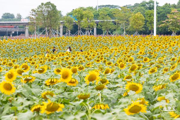 楼村湿地公园向日葵