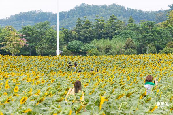 楼村湿地公园向日葵