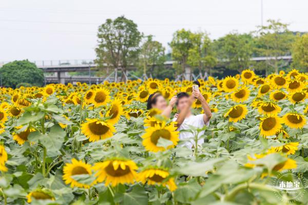 楼村湿地公园向日葵