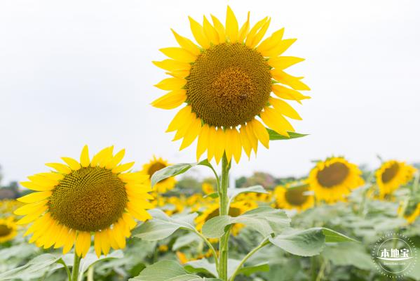 楼村湿地公园向日葵