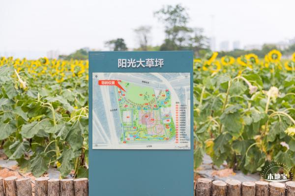 楼村湿地公园向日葵