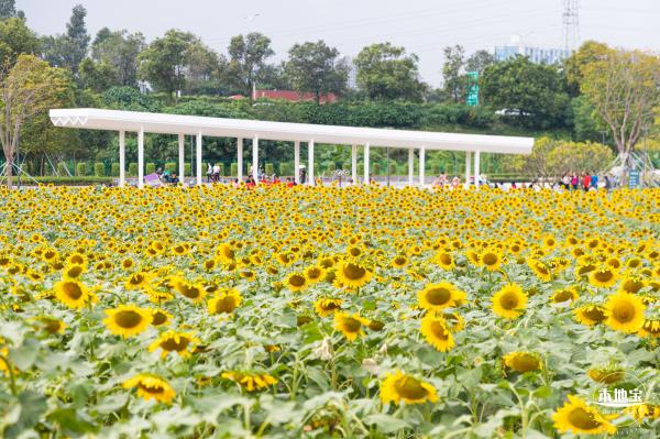 楼村湿地公园向日葵