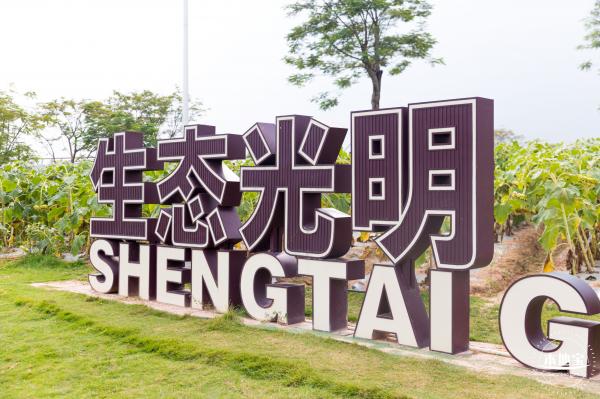 楼村湿地公园向日葵