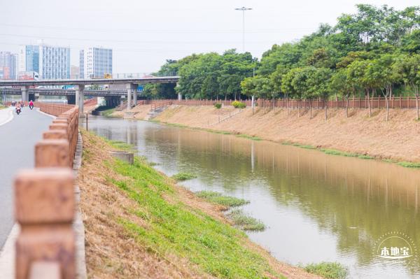 楼村湿地公园向日葵