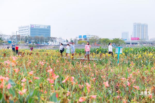楼村湿地公园向日葵