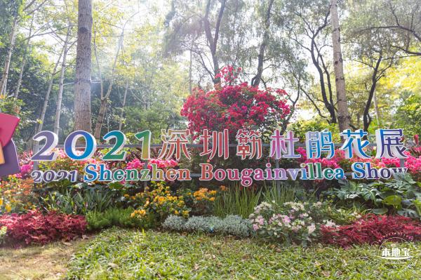 2021深圳簕杜鹃花展