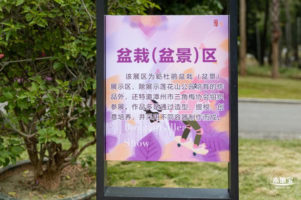 2021深圳簕杜鹃花展