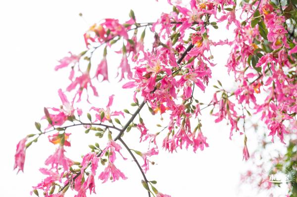 2021深圳簕杜鹃花展