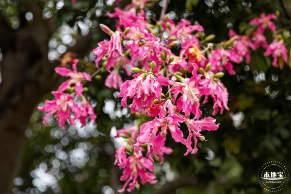 2021深圳簕杜鹃花展
