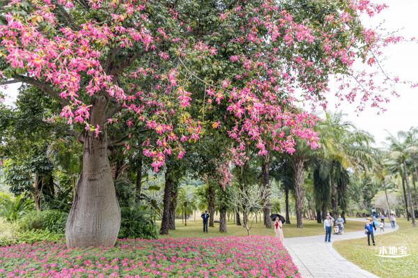 2021深圳簕杜鹃花展