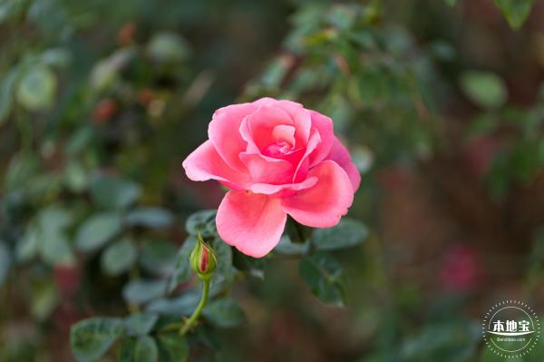 香蜜公园玫瑰园花海