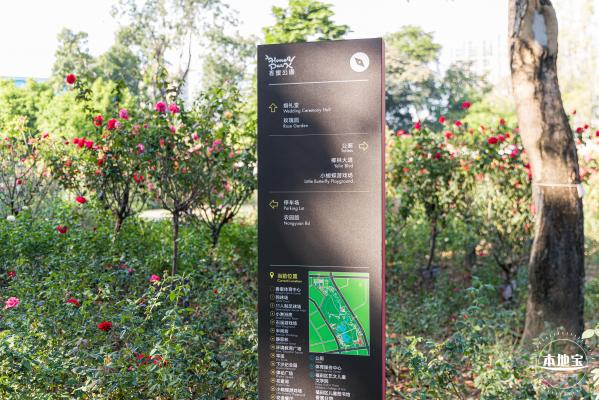 香蜜公园玫瑰园花海