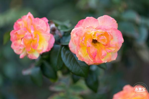 香蜜公园玫瑰园花海