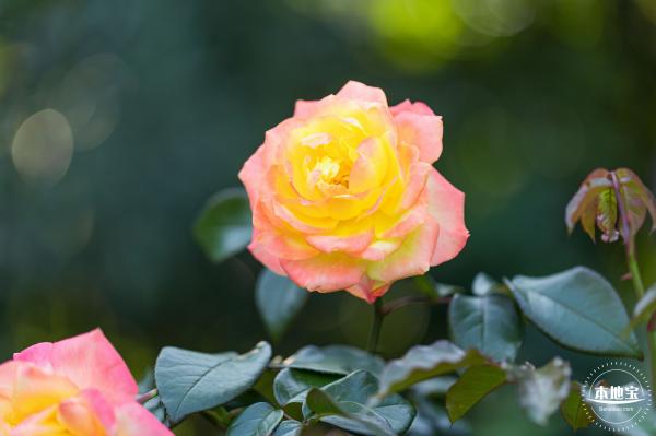 香蜜公园玫瑰园花海