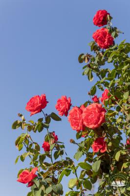 香蜜公园玫瑰园花海