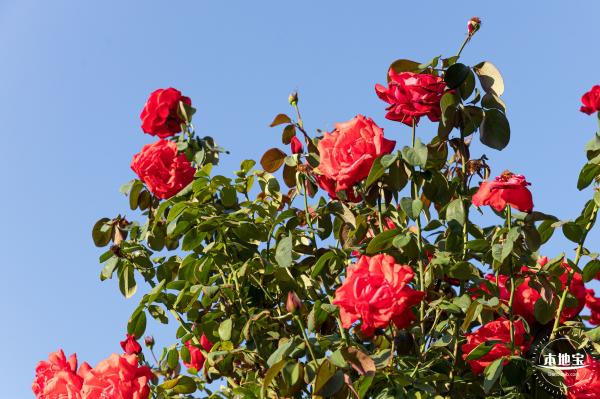 香蜜公园玫瑰园花海