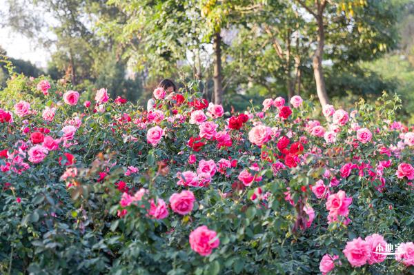 香蜜公园玫瑰园花海