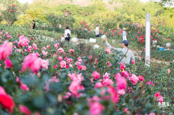 香蜜公园玫瑰园花海