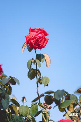 香蜜公园玫瑰园花海