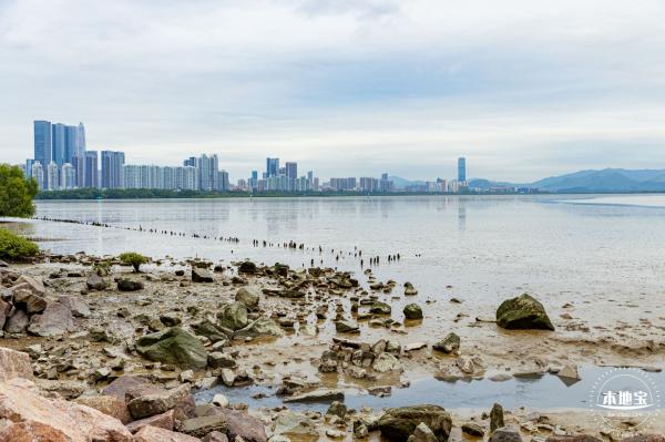 红树林自然保护区