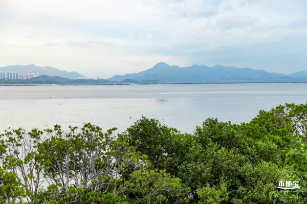 红树林自然保护区