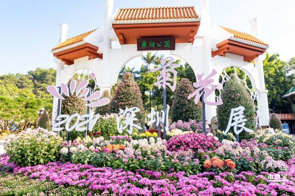 2021深圳菊花展-东湖公园