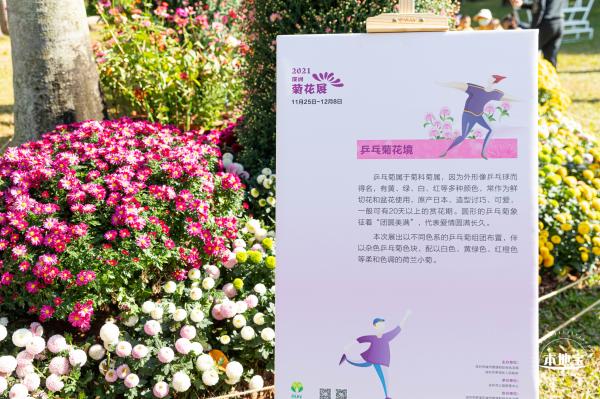 2021深圳菊花展-东湖公园