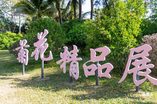 2021深圳菊花展-东湖公园
