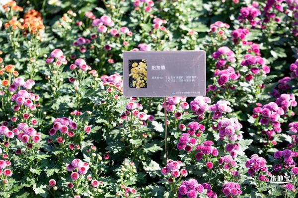 2021深圳菊花展-东湖公园