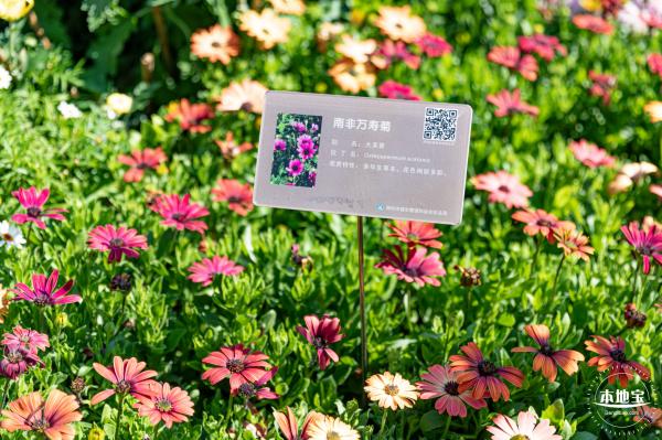 2021深圳菊花展-东湖公园