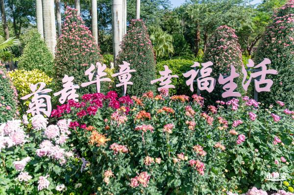 2021深圳菊花展-东湖公园