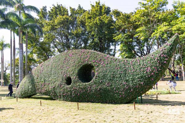 2021深圳菊花展-东湖公园