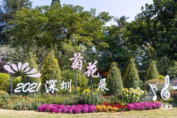 2021深圳菊花展-东湖公园