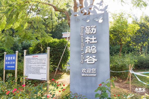 簕杜鹃谷