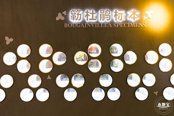 簕杜鹃谷
