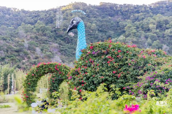簕杜鹃谷
