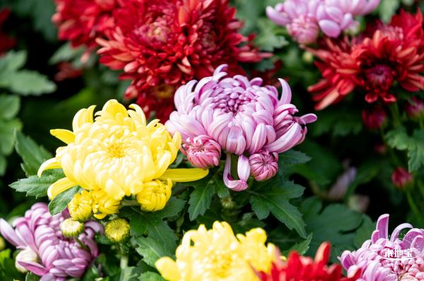 香蜜公园菊花展