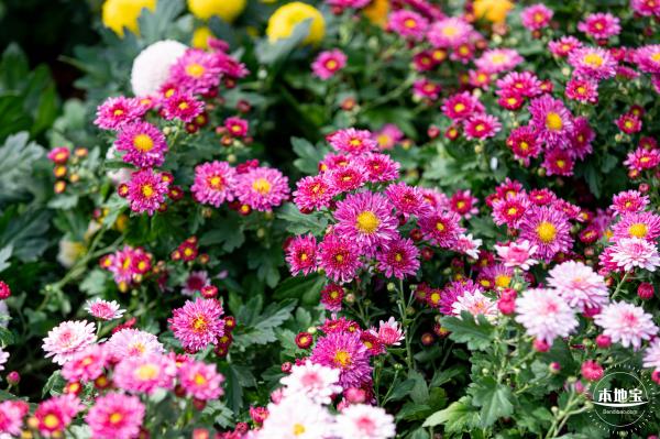 香蜜公园菊花展