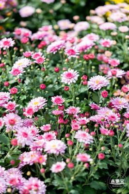 香蜜公园菊花展