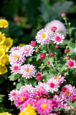 香蜜公园菊花展