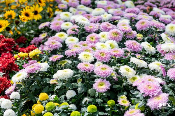 香蜜公园菊花展