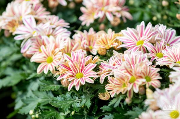 香蜜公园菊花展