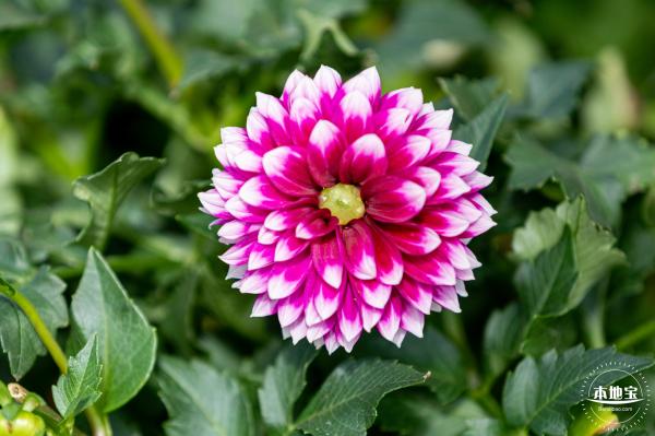 香蜜公园菊花展