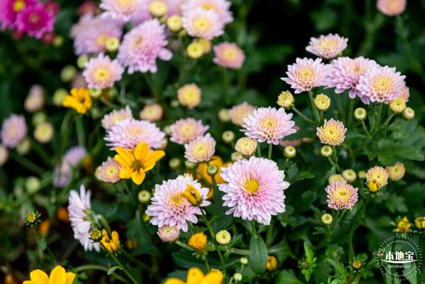 香蜜公园菊花展