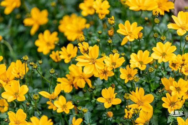 香蜜公园菊花展